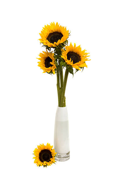 istock Sunflower bouquet in white vase 178497101