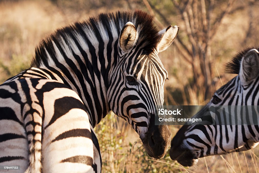 Zwei Zebras berühren Nase - Lizenzfrei Afrika Stock-Foto