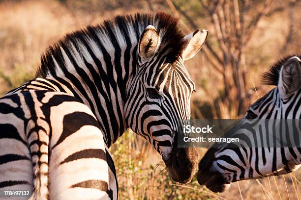 Zwei Zebras Berühren Nase Stockfoto und mehr Bilder von Afrika - Afrika, Fotografie, Gestreift