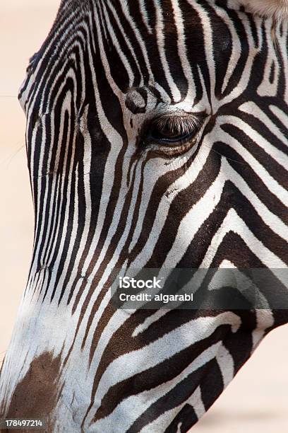 Zebra - zdjęcia stockowe i więcej obrazów Afryka - Afryka, Biały, Ciało zwierzęcia