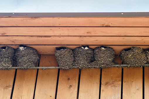 istock Swallow nests under the roof of the building, close-up 1784972657