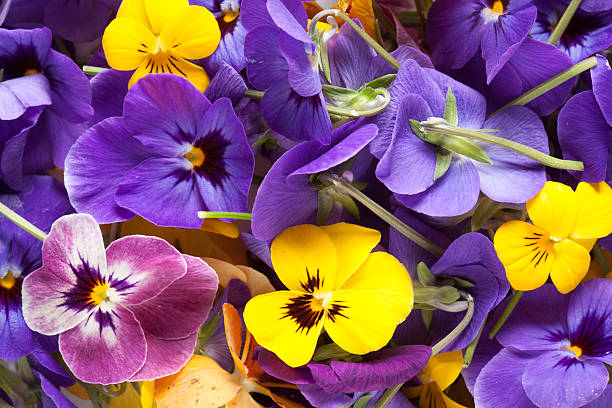 istock Bunch of violet eatable flowers 178497656