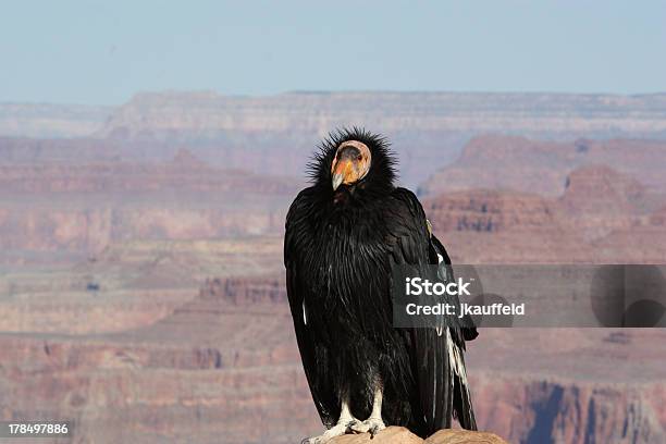 California Condor Poses Stock Photo - Download Image Now - California Condor, Animal, Animal Wildlife