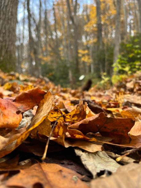 istock Leaves on the forest floor 1784980787