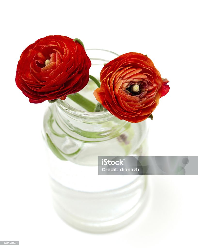 red Ranúnculo em vaso de vidro - Foto de stock de Fundo Branco royalty-free