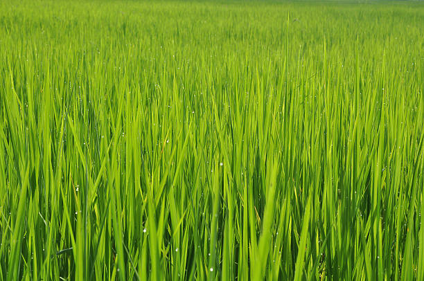 Liście z ryżu – zdjęcie