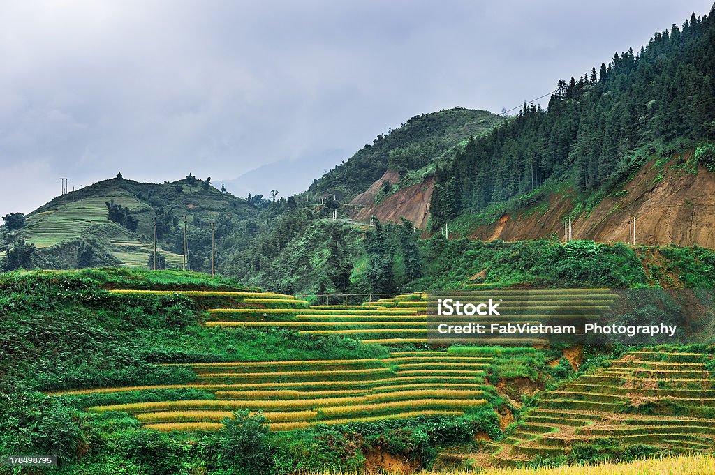 Colinas de arroz terraza campos y de las montañas en las nubes - Foto de stock de Agricultura libre de derechos