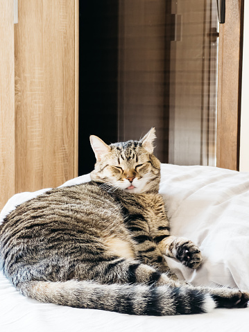 Tabby cat with his tongue hanging out lies on the bed