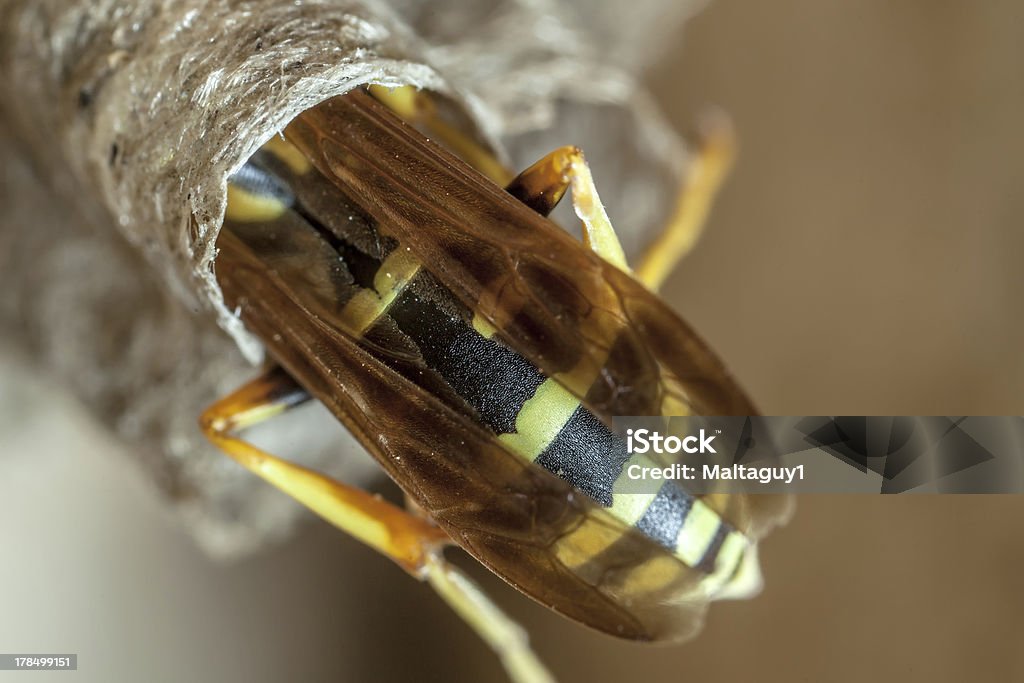 Papier Wespe mit Queen-Size-Bett - Lizenzfrei Fotografie Stock-Foto