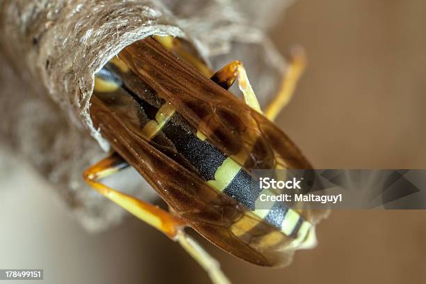 Paper Wasp Queen - zdjęcia stockowe i więcej obrazów Bez ludzi - Bez ludzi, Dzikie zwierzęta, Fotografika