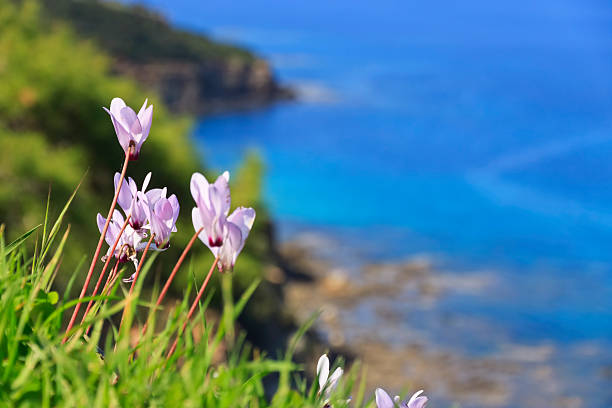 Wild flowers on a cliff, Cyclamen Cyprium
