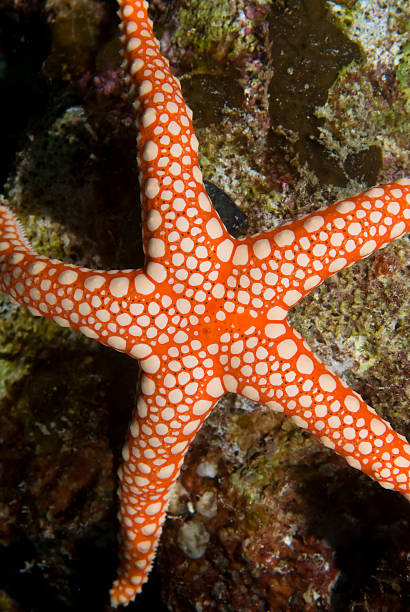 istock Close-up of a Pebbled sea star. 178499434