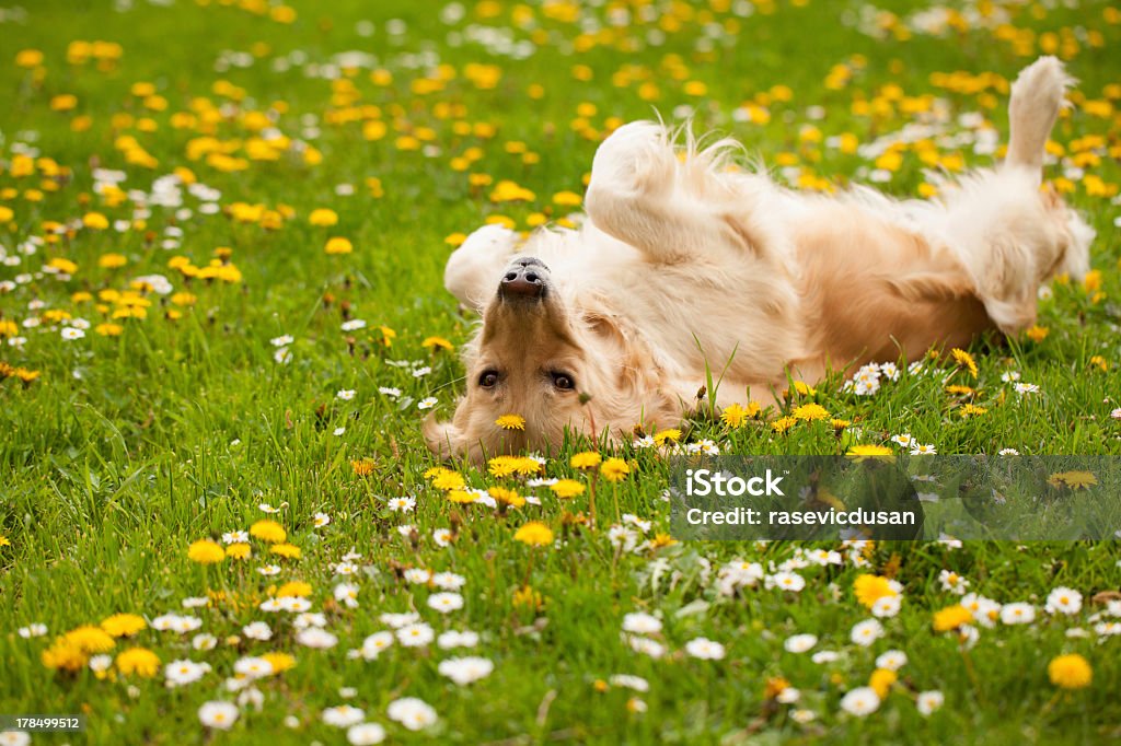 Dog playing and laying on his back in a field Golden retriever playing in the grass Dog Stock Photo