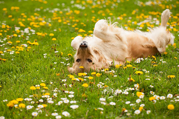 Dog playing and laying on his back in a field stock photo