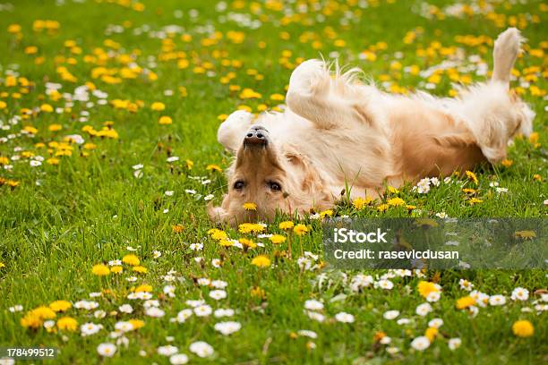 Dog Playing And Laying On His Back In A Field Stock Photo - Download Image Now - Dog, Yard - Grounds, Grass