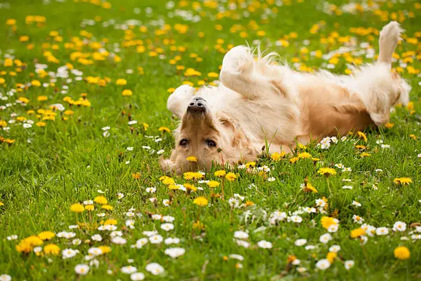 Photo of Dog playing and laying on his back in a field