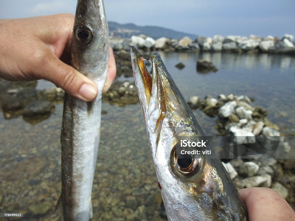 메디터레니언 창꼬치 - 로열티 프리 동물 스톡 사진