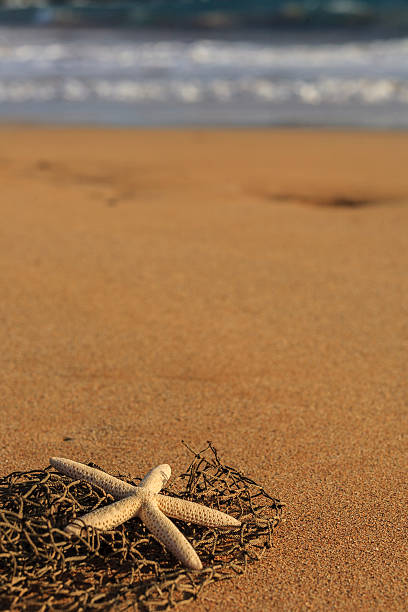 Starfish on sand stock photo