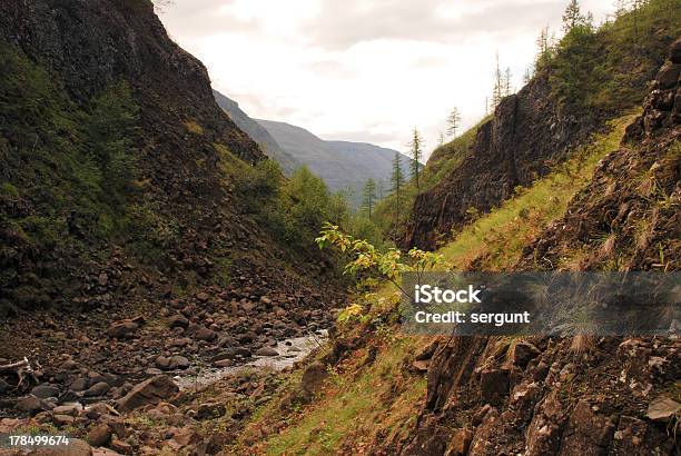 Fiume Bucharama - Fotografie stock e altre immagini di Albero - Albero, Altopiano, Altopiano di Putorana