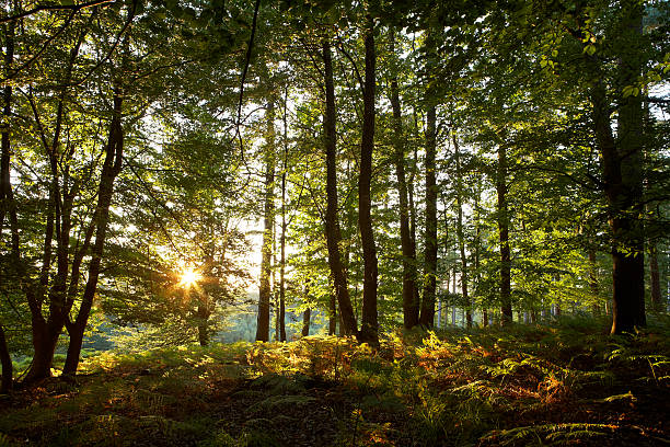 Sunlight Through Trees stock photo