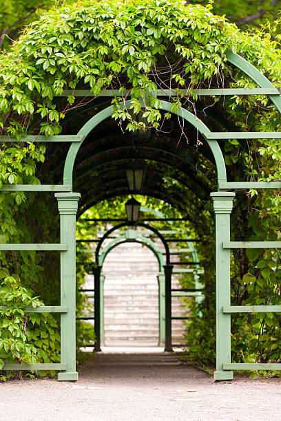 istock Green avenue of leaves 178499992