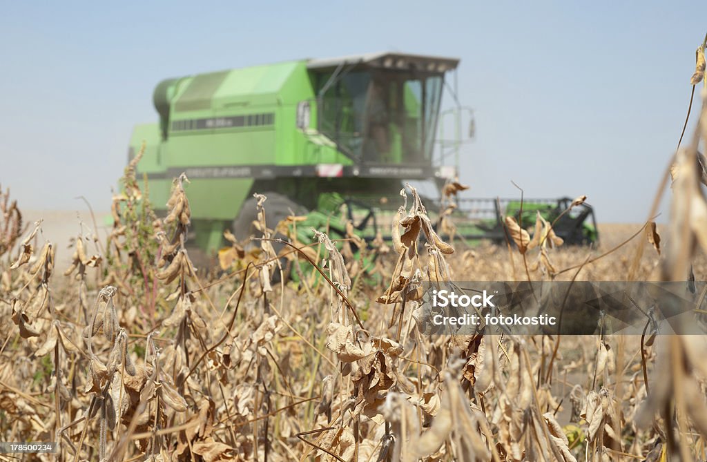 Ernten soybeans - Lizenzfrei Agrarbetrieb Stock-Foto