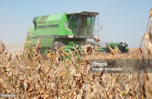 Ernten Soybeans Stockfoto und mehr Bilder von Agrarbetrieb - Agrarbetrieb, Agrarland, Arbeiten