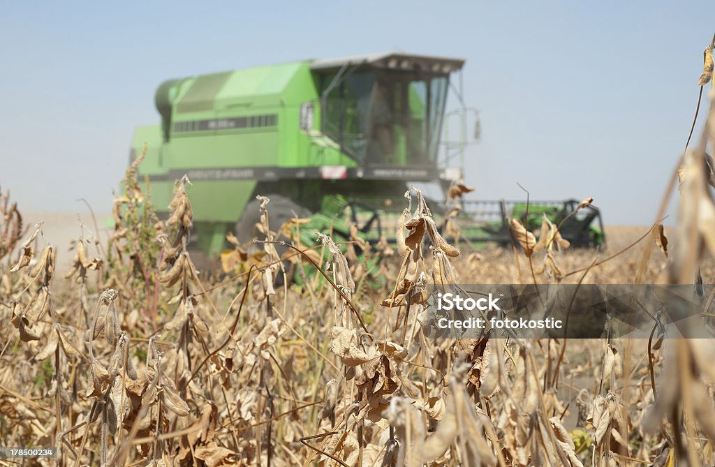 Récolter soybeans - Photo de Agriculture libre de droits