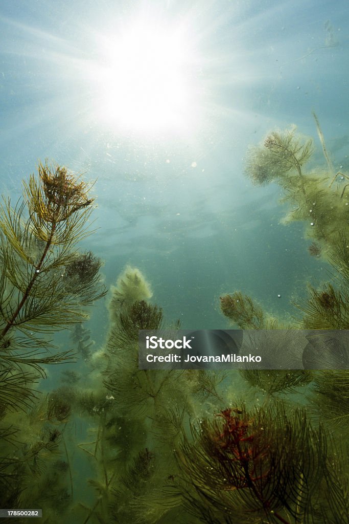 Plantes d'eau douce sous-marine - Photo de Abstrait libre de droits