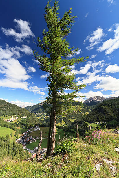 montanhas dolomitas-árvore sobre o vale - cordevole valley imagens e fotografias de stock