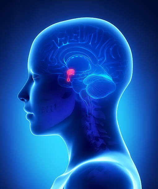 Pituitary gland - female brain anatomy lateral view stock photo