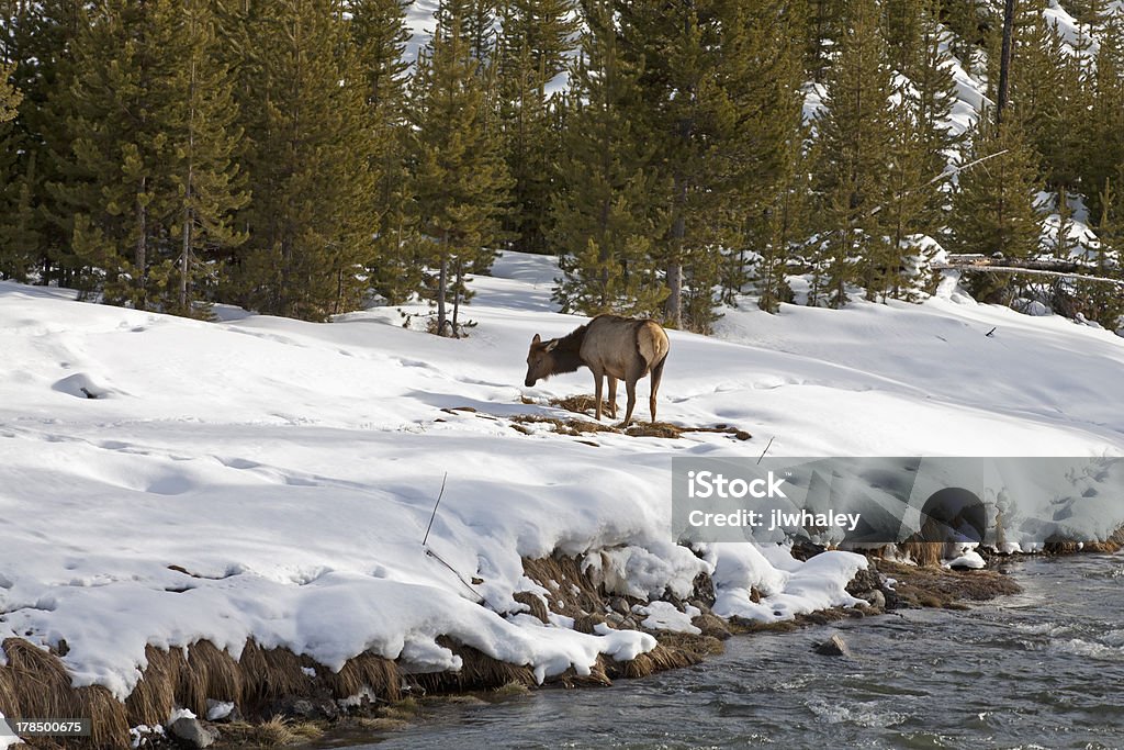 Elk near River, Winter, Yellowstone NP "Elk near River, Winter, Yellowstone National Park, WY" Cold Temperature Stock Photo