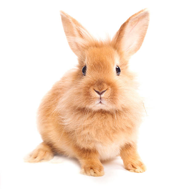 A brown furry haired rabbit against a white background Rabbit isolated on a white background rabbit animal stock pictures, royalty-free photos & images