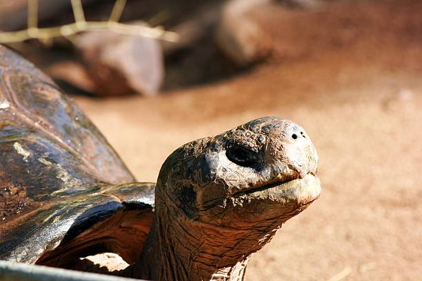 Hundred year old turtle stock photo