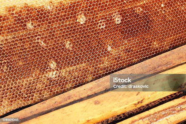 Beekeeping - zdjęcia stockowe i więcej obrazów Bez ludzi - Bez ludzi, Dzikie zwierzęta, Fotografika