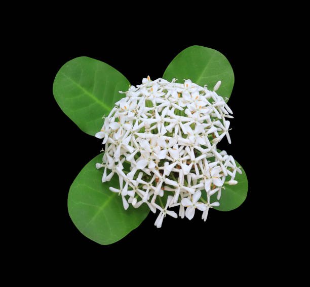 istock Zephyranthes or West Indian Jasmine or Ixora flowers. 1785010704