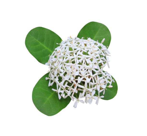 Zephyranthes or West Indian Jasmine or Ixora flowers. Zephyranthes or West Indian Jasmine or Ixora flowers. Close up white flowers bouquet on green leaves isolated on white background. white rain lily stock pictures, royalty-free photos & images