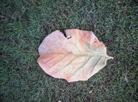 A leaf that is laying in the grass. Large leaves on the grass. Beautiful picture of large Leave.
