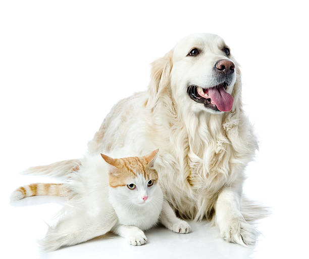 istock golden retriever dog embraces a cat 178501222