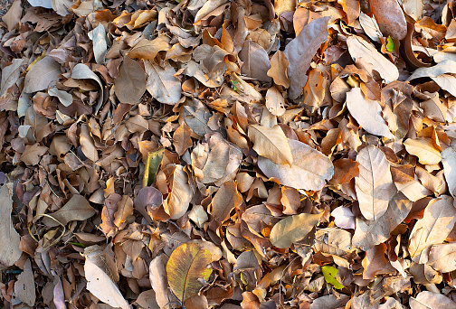 Many surface images of brown dry leaves