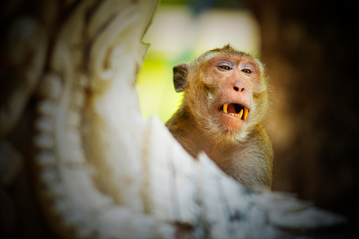 The face of a monkey with terrible fangs