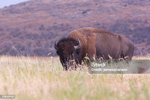 Bisonte De Tall Grass Foto de stock y más banco de imágenes de Bisonte Americano - Bisonte Americano, Oklahoma, Paisaje no urbano