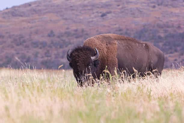 Bison in tall grass stock photo
