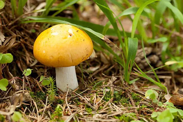 yellow mushroom not edible ( Russula claroflava ) in forest