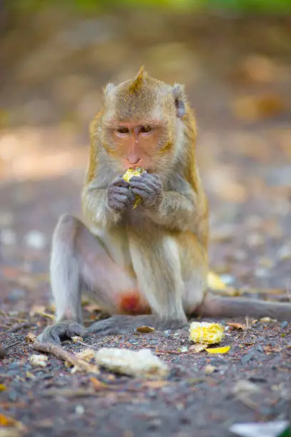 The monkey was eating alone