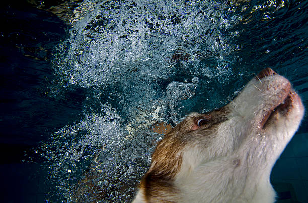 istock Siberian Husky Swimming in the Pool 178501659