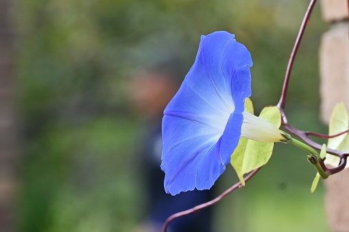 Blue morning glory (Ipomea tricolor) 'Heavenly Blue'. Convolvulaceae perennial plants native to tropical America. Background material of seasonal flowers.