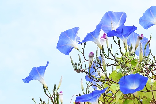 Morning glory or blue bind weed flowers after a light rain on the Portuguese Azorean Island San Miguel in the center of the North Atlantic Ocean