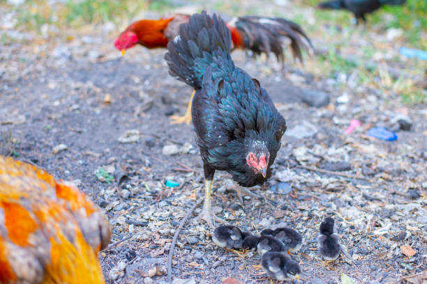 istock Chickens look for food from nature. 1785018818