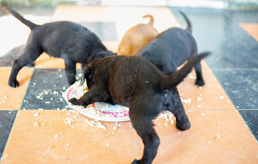 Many puppies are eating food.